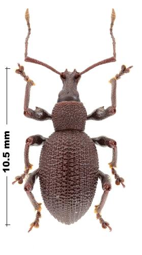 Réf. 317 123 : Otiorhynchus graecus graecus